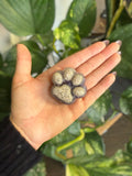Cremation Keepsake Paw Print (small)